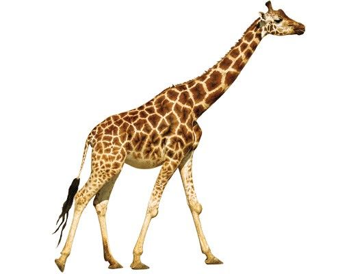 Wandtattoo Giraffe No.312 Laufende Giraffe