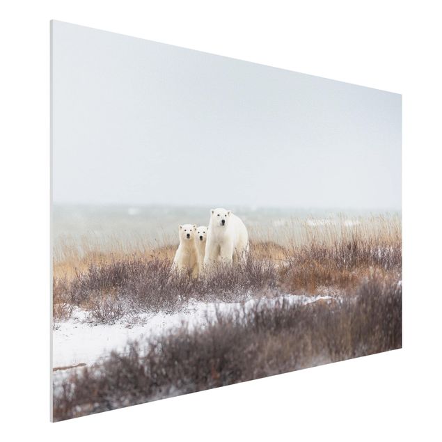 Wandbilder Tiere Eisbärin und ihre Jungen