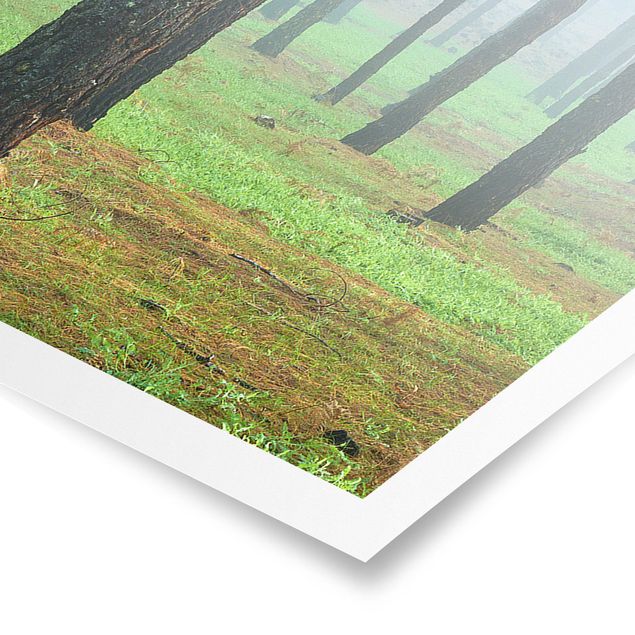 Poster - Tiefer Wald mit Kiefern auf La Palma - Panorama Querformat