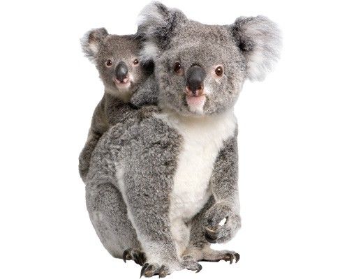 Wandaufkleber Koalabären