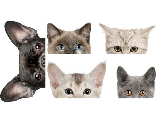 Fensterbilder Tiere Katzen mit Hundeblick