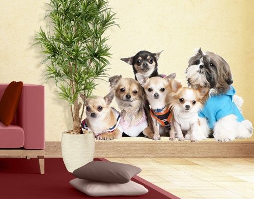 Wandsticker Tiere No.277 Chihuahuas and a Shi