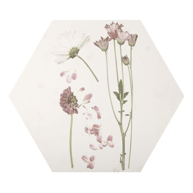 Hexagon Bild Alu-Dibond - Herbarium in rosa II