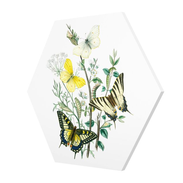Hexagon Bild Forex - Britische Schmetterlinge III