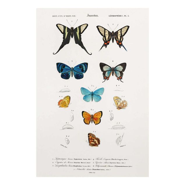 Bilder auf Glas Vintage Lehrtafel Schmetterlinge I