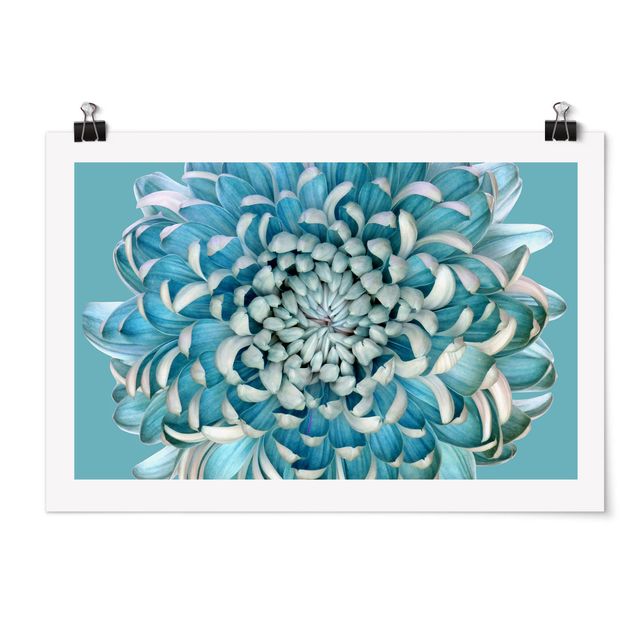 Poster - Blaue Chrysantheme - Querformat 2:3