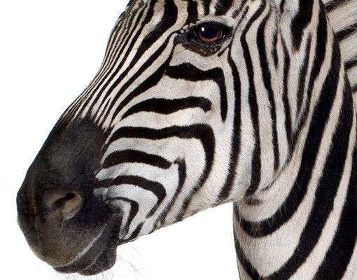 Fensterbilder Tiere Lächelndes Zebra