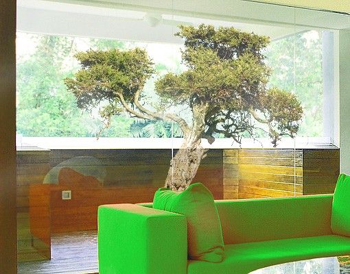 Fensterbilder Natur Olivenbaum