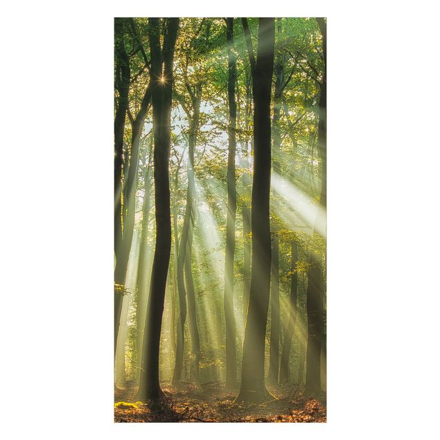 Duschrückwand Motiv Sonnentag im Wald