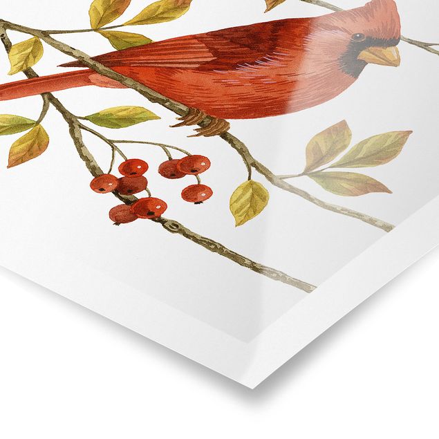 Poster - Vögel und Beeren - Rotkardinal - Quadrat 1:1