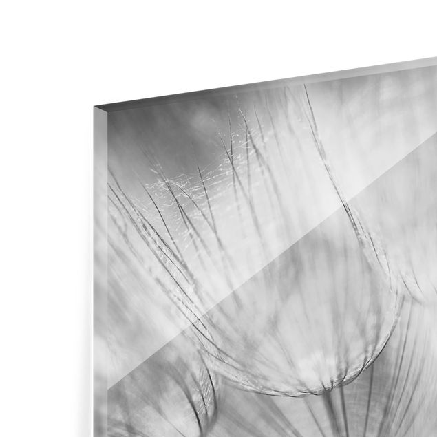 Spritzschutz Glas - Pusteblumen Makroaufnahme in schwarz weiß - Querformat - 3:2
