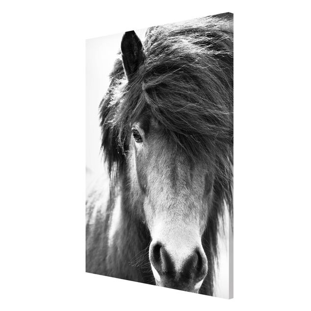 Magnettafel Tiere Island Pferd in Schwarz-weiß