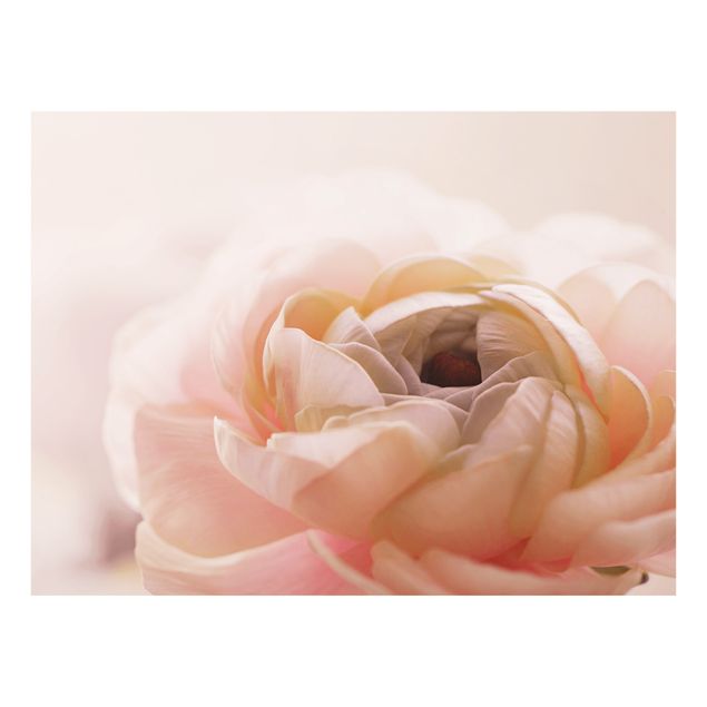 Spritzschutz Glas - Rosa Blüte im Fokus - Querformat 4:3