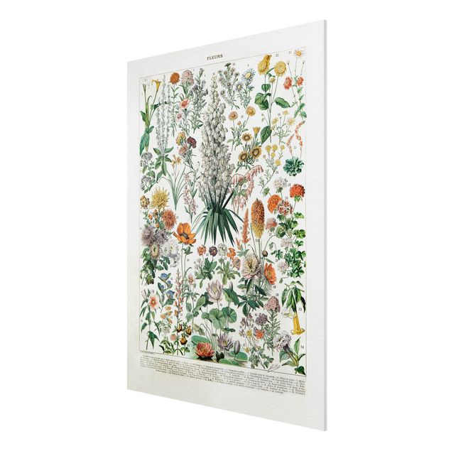Forex Fine Art Print - Vintage Lehrtafel Blumen I - Hochformat 4:3