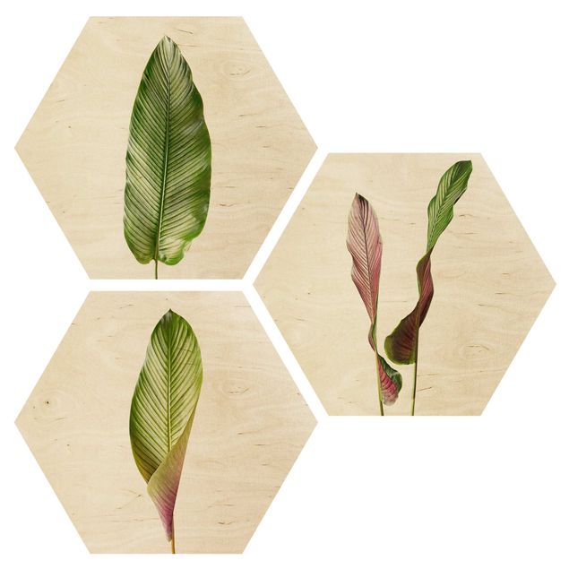 Hexagon Bild Holz 3-teilig - Große Blätter Calathea-ornata