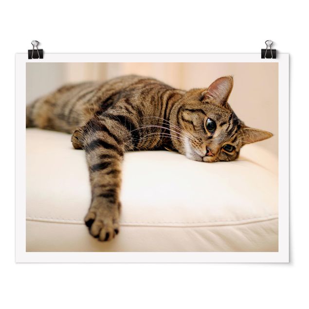 Poster kaufen Cat Chill Out