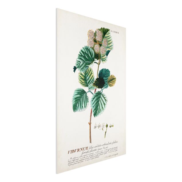 Forex Bilder Vintage Botanik Illustration Schneeball