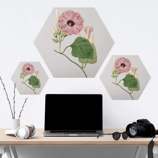 Hexagon Bild Forex - Florale Schmuckstücke III