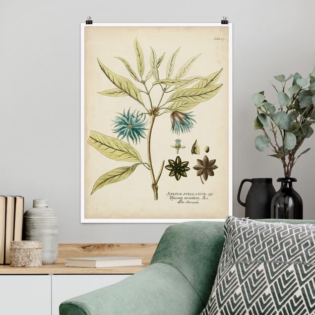 Poster Illustration Vintage Botanik in Blau Sternanis