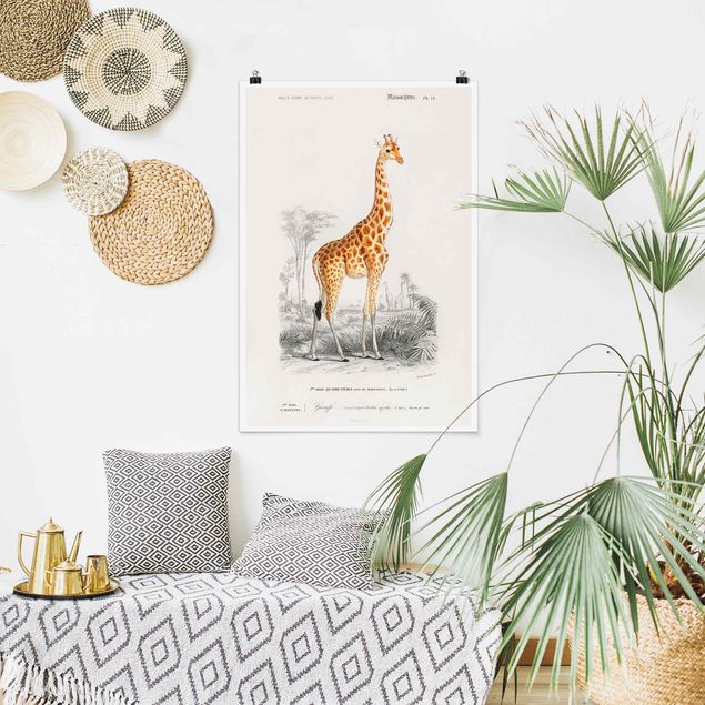Poster Illustration Vintage Lehrtafel Giraffe