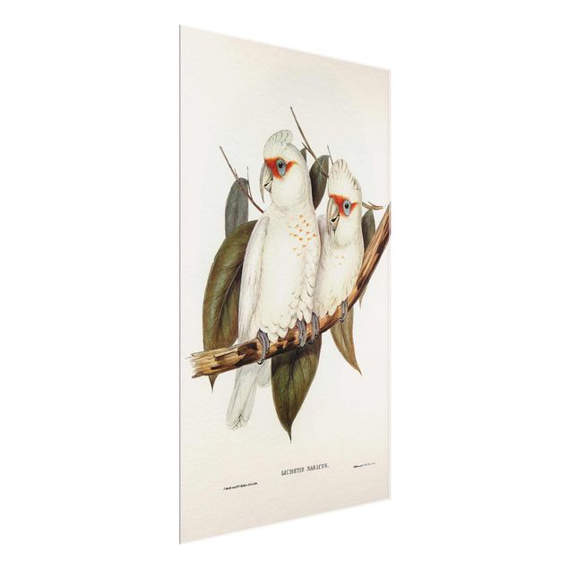 Glasbild Natur Vintage Illustration Weißer Kakadu