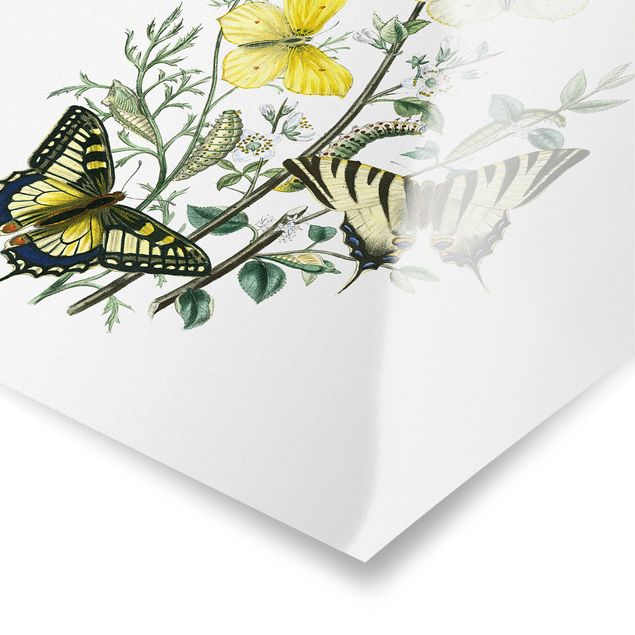 Poster - Britische Schmetterlinge III - Quadrat 1:1