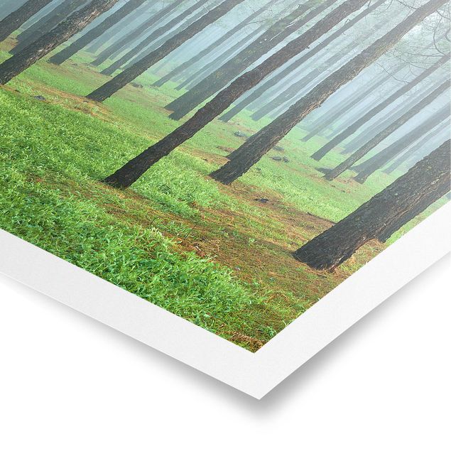 Poster - Tiefer Wald mit Kiefern auf La Palma - Quadrat 1:1