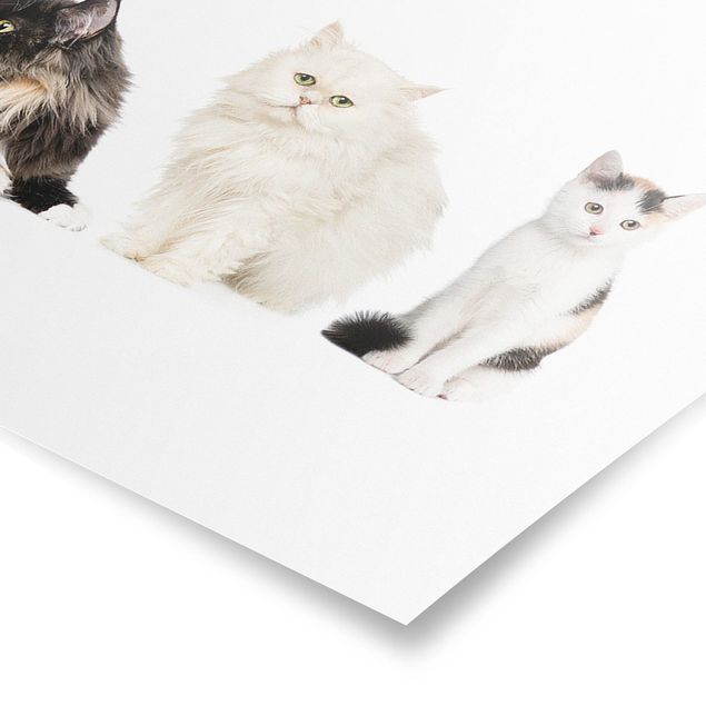 Poster - Katzenbande - Panorama Querformat