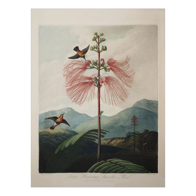 Bilder für die Wand Botanik Vintage Illustration Blüte und Kolibri