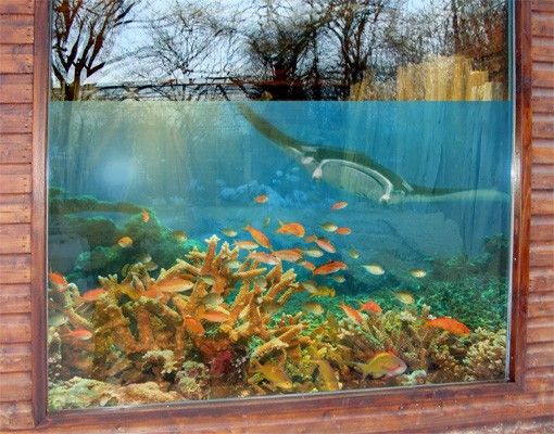 Tier Fensterbilder Korallenriff Fisch Set