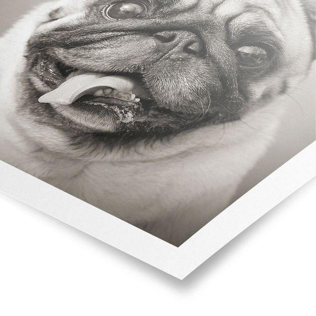 Poster Tiere Lustiger Mops