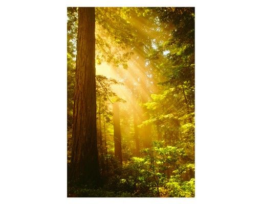 Wald Fensterbild Morgengold
