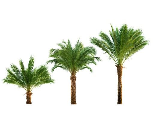 Wandaufkleber Pflanze No.486 Palmen Set