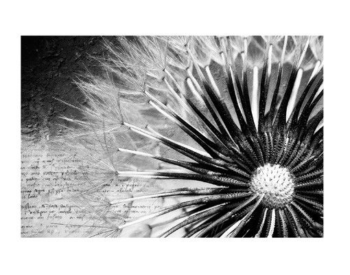 Fensterfolie Gräser Pusteblume Schwarz & Weiß