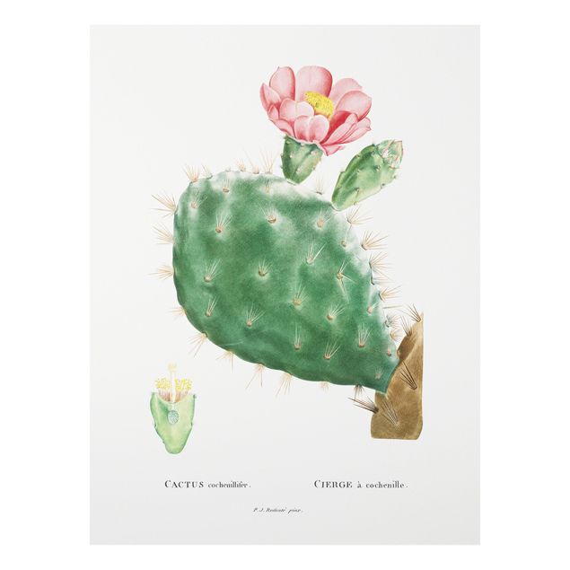 Schöne Wandbilder Botanik Vintage Illustration Kaktus Rosa Blüte