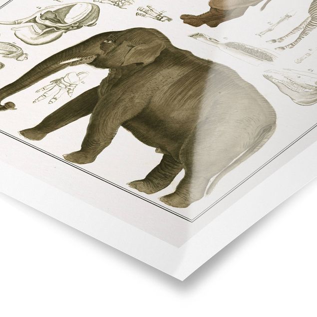Bilder für die Wand Vintage Lehrtafel Elefant, Zebra und Nashorn