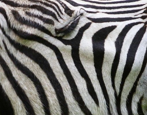 Fliesenbild - Brüllendes Zebra