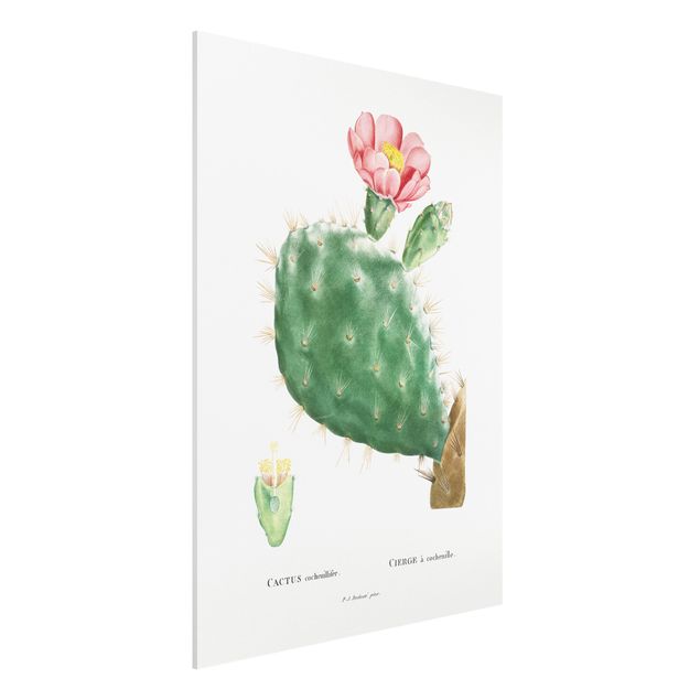 Foto auf Hartschaumplatte Botanik Vintage Illustration Kaktus Rosa Blüte