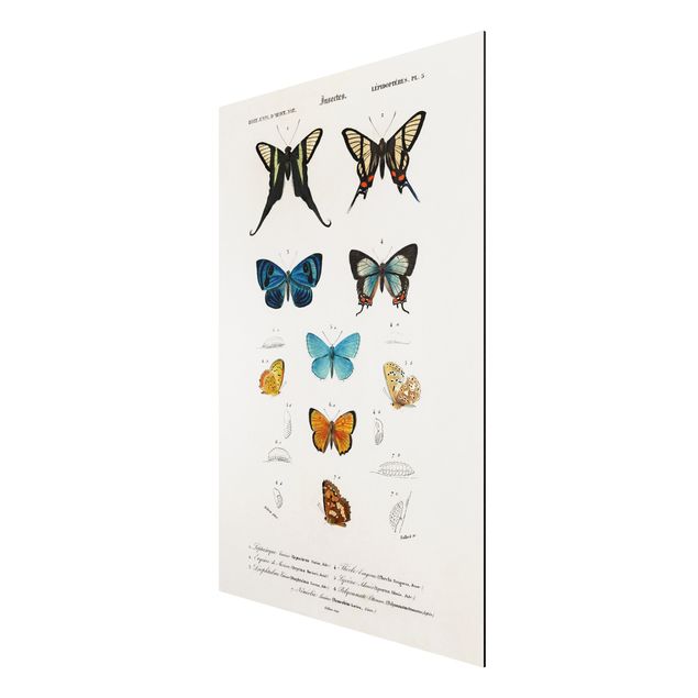 Foto auf Alu Dibond Vintage Lehrtafel Schmetterlinge I
