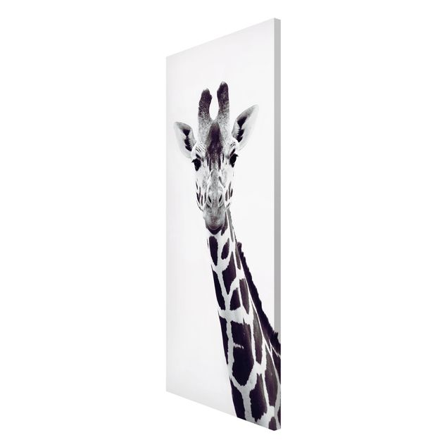 Magnettafel Tiere Giraffen Portrait in Schwarz-weiß