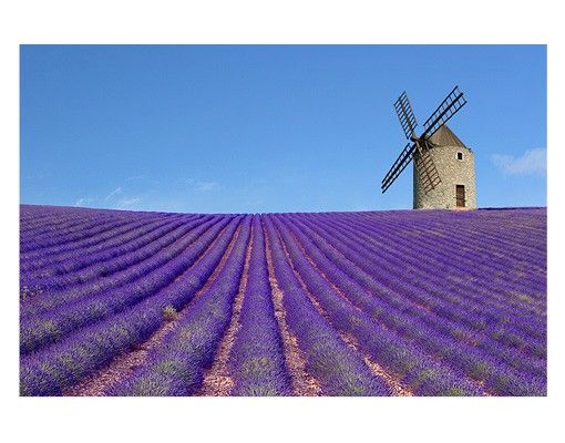 Fensterfolie - Sichtschutz Fenster Lavendelduft in der Provence - Fensterbilder