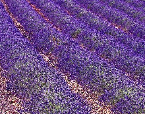 Fensterfolie - Sichtschutz Fenster Lavendelduft in der Provence - Fensterbilder