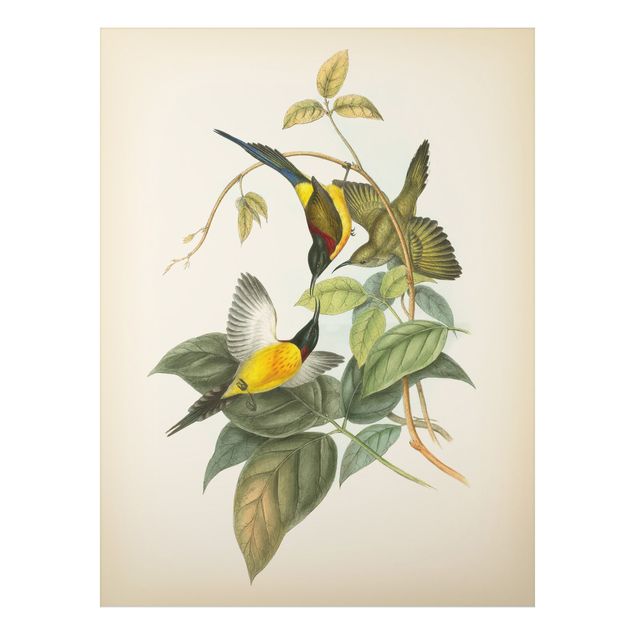 Schöne Wandbilder Vintage Illustration Tropische Vögel IV