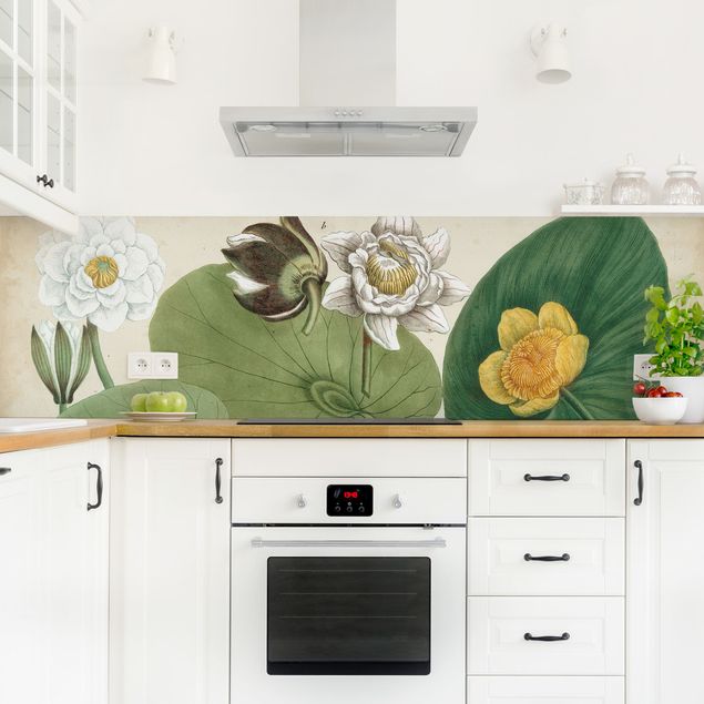 Küchenrückwand Glas Blumen Vintage Illustration Weiße Wasserlilie