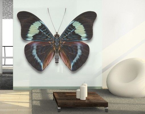 Fensterbild Tiere Lepidoptera