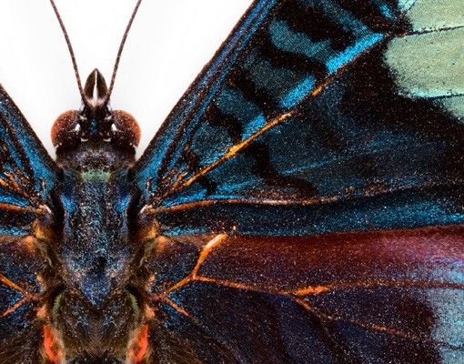 Fensterfolie Motiv Tiere Lepidoptera