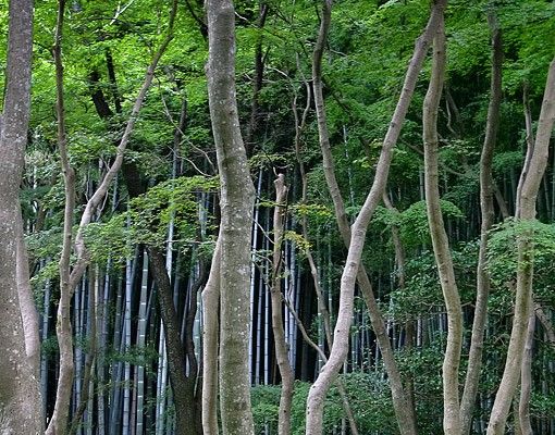 Fliesenbild Japanischer Wald