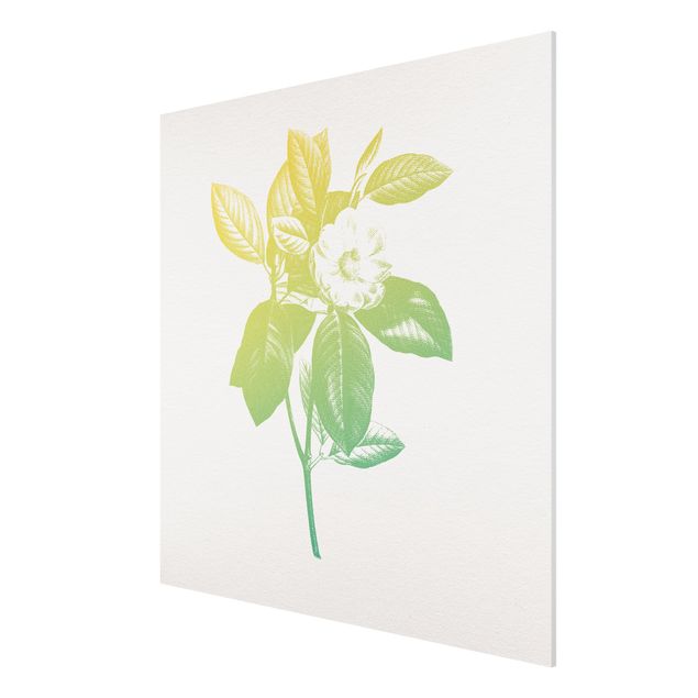 Forex Fine Art Print - Modern Vintage Botanik Kirschblüte Grün Gelb - Quadrat 1:1