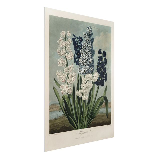 Foto auf Hartschaumplatte Botanik Vintage Illustration Blaue und weiße Hyazinthen