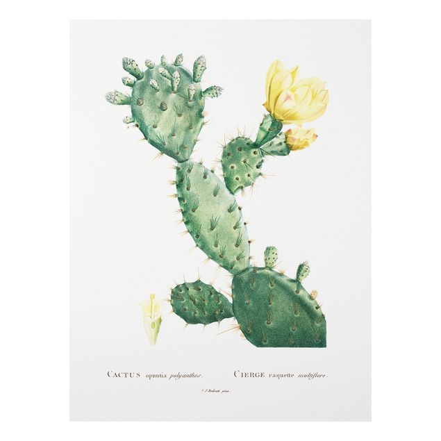 Bilder für die Wand Botanik Vintage Illustration Kaktus mit gelber Blüte